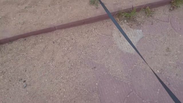Джек рассел терьер Даззл! Голодовка. смотреть онлайн
