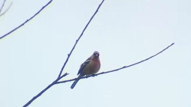 Pallas's rosefinch (Carpodacus roseus) - Сибирская чечевица смотреть онлайн