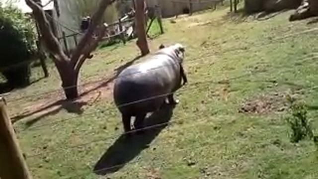 Hippo Vs Mandrill