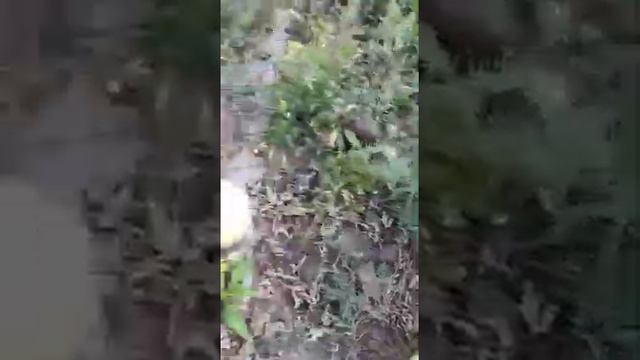 Арбуз Барака 2019. смотреть онлайн