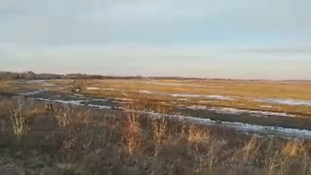 Закупил в агроусадьбу лебедей на батарейках.Почему Масловский не боец))) смотреть онлайн