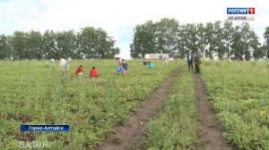 Гостей и жителей Горно-Алтайска приглашают посетить ягодный питомник