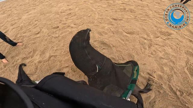 Injured Seal Bull Rescued смотреть онлайн