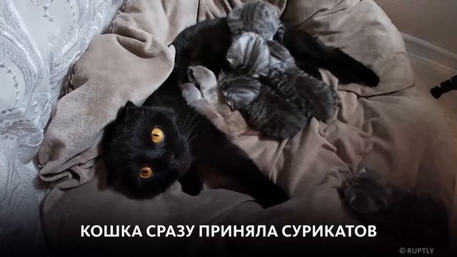 МАМА ДЛЯ СУРИКАТОВ смотреть онлайн