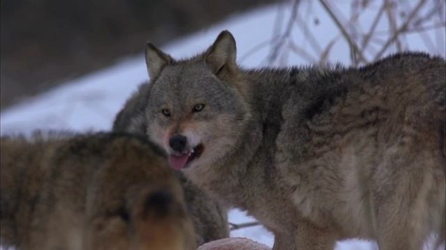 Эмоции волка - замедленная съемка | Film Studio Aves смотреть онлайн