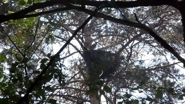 ГНЕЗДО ЯСТРЕБА-ТЕТЕРЕВЯТНИКА. смотреть онлайн