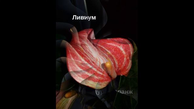 Антуриум красивый цветок - домашняя коллекция часть 1 смотреть онлайн