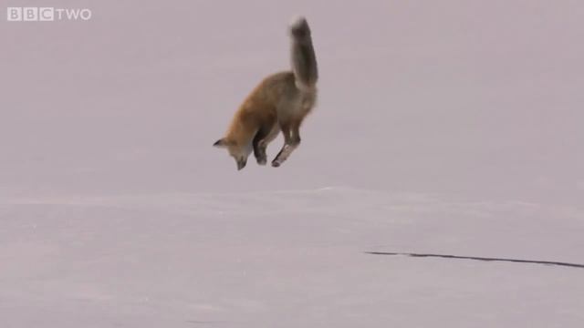 Лиса зимой ловит мышей под снегом !!! смотреть онлайн