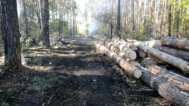 Вырубка леса смотреть онлайн