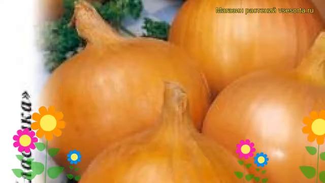 Лук репчатый Каратальский. Краткий обзор, описание характеристик, где купить семена állium смотреть онлайн