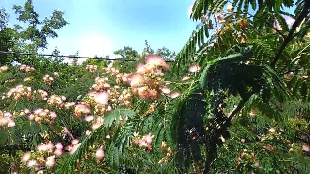 Ленкоранская акация смотреть онлайн