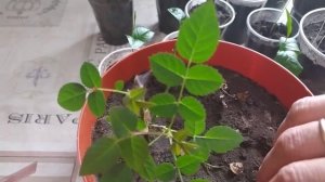 Комнатная роза из черенка спустя пару месяцев после укоренения.