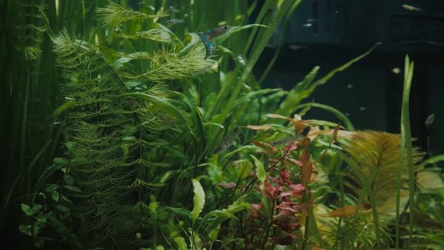 Tetra AquaArt Explorer Line 60l Aquarium. Гуппі, Озерна, акваріум Тетра. Cinematic Lumix GH5