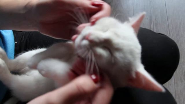 Мэрилин любит почесушки смотреть онлайн