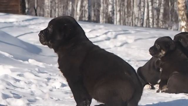 АЗИАТЫ из БАШКИРИИ... смотреть онлайн