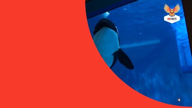 ПОЧЕМУ КОСАТКА АТАКОВАЛА ЧЕЛОВЕКА?| КОСАТКИ| КИТОУБИЙЦЫ ПРОТИВ КИТА,ЧЕЛОВЕКА смотреть онлайн