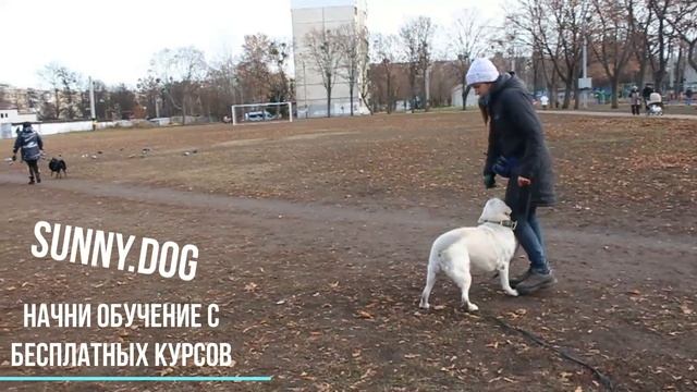 Как отучить реагировать собаку на других собак? Упражнение для старта в дрессировке