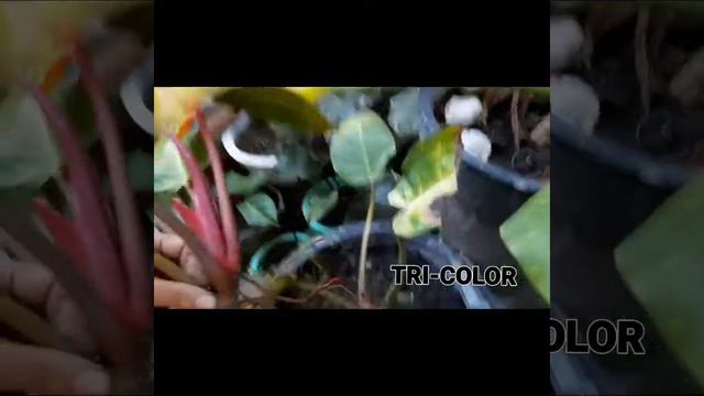 HOW TO PROPAGATE PHILODENDRON смотреть онлайн