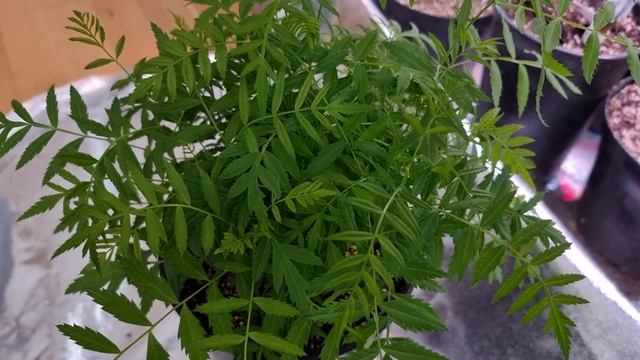 Чекалкин орех ксантоцерас рябинолистный  Xanthoceras sorbifolium