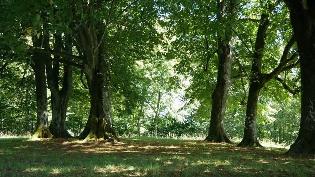 Самая красивая музыка для медитации, снятие усталости, востонавление нервной системы, спа и отдыха смотреть онлайн