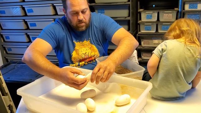 Ball Python Clutch #7 Of 2023 смотреть онлайн