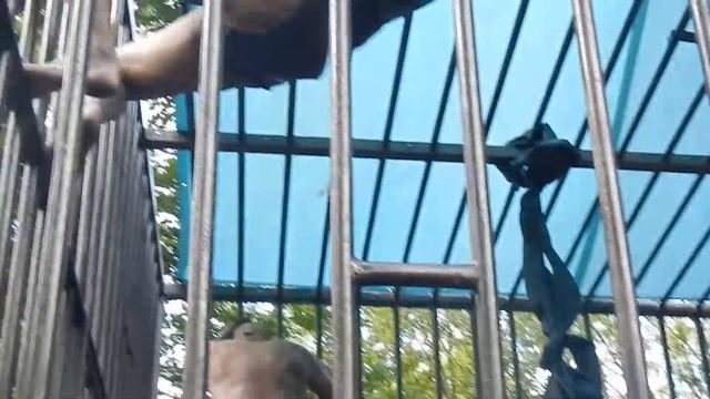 Невероятно!!! Люди обезьяны смотреть онлайн