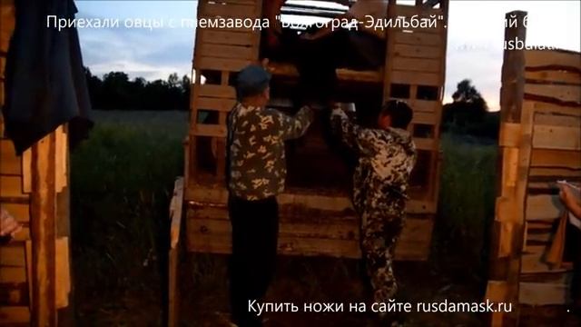 Приехали овцы с племзавода "Волгоград-Эдильбай" смотреть онлайн