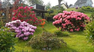 Пересадка рододендрона с одного места на другое