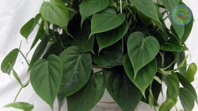 Best Indoor Plants for Dark rooms in office & bathroom смотреть онлайн