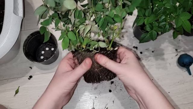 Сделай ЭТО СРОЧНО с покупной миниатюрной розой в горшке, чтобы розы не засохли и долго росли и цвел смотреть онлайн