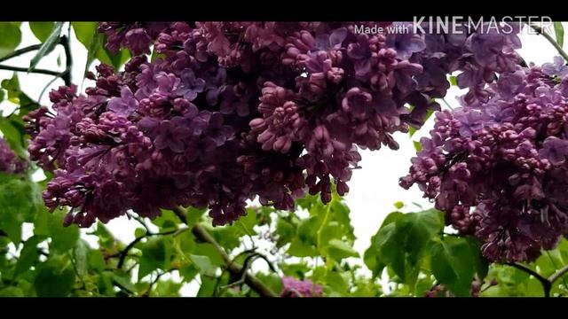 СИРЕНЕВЫЙ ДУРМАН. ДОЖДИК С ЗАПАХОМ СИРЕНИ. смотреть онлайн