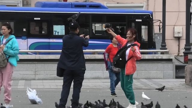 Кормление голубей китайцами, Владивосток. смотреть онлайн