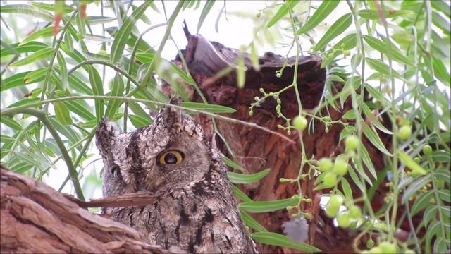 Scops owl (Otus cyprius) смотреть онлайн