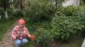 Уход за розами в конце июня