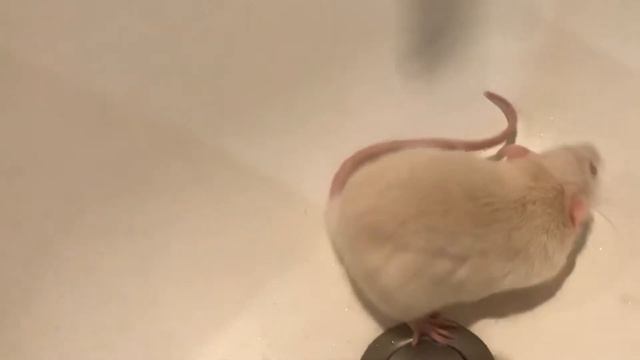 Купаем крысу, чистим клетку! ? смотреть онлайн