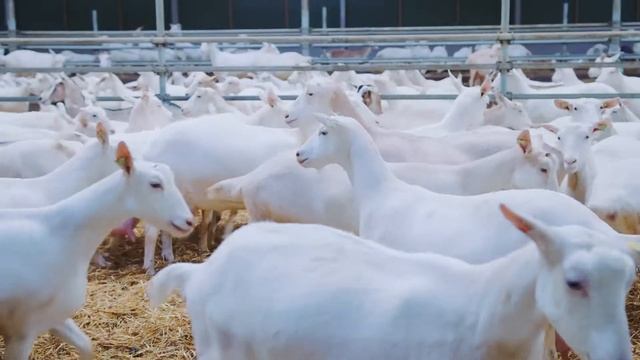 Смесь Kabrita® на козьем молоке. Правильный первый выбор для вашего малыша! смотреть онлайн