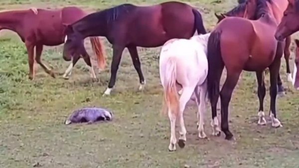 En İnanılmaz Vahşi Hayvan Savaşları ! #belgesel #hayvanlar