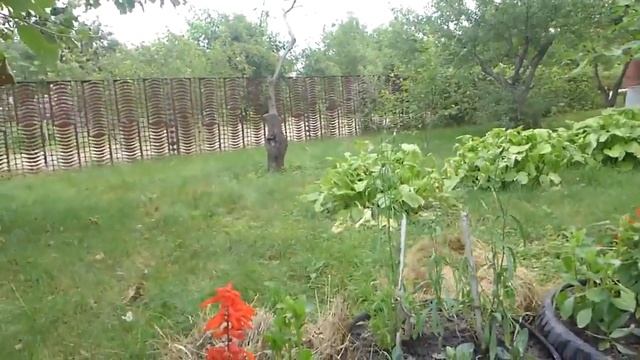 Эустома от высадки до бутонов. Уход, подкормки смотреть онлайн