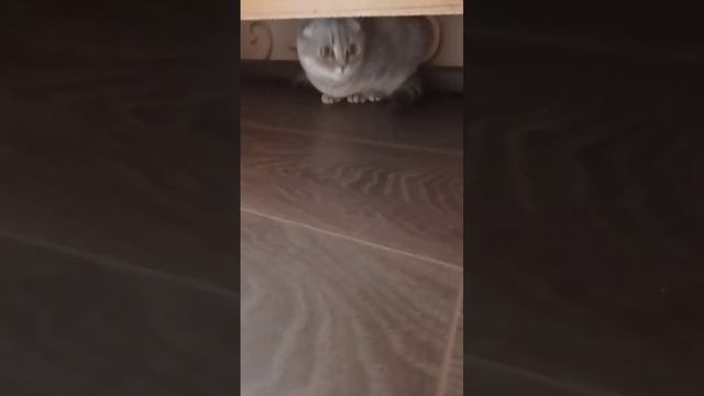 ДЕНЬ РОЖДЕНИЕ У МУХИ ЗИНЫ смотреть онлайн