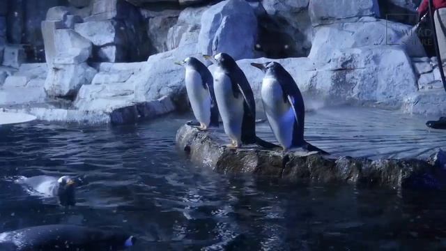 The Galapagos penguin is located farther than any other penguin species in the world.“ смотреть онлайн