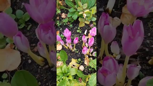 Безвременник осенний. смотреть онлайн