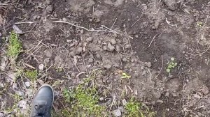 Как перезимовала Альстромерия 20-21 #альстромерия