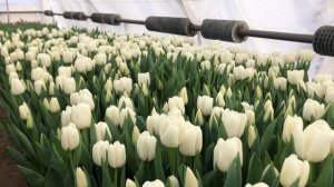 Тюльпан Update?Вигонка тюльпанів?Апдейт