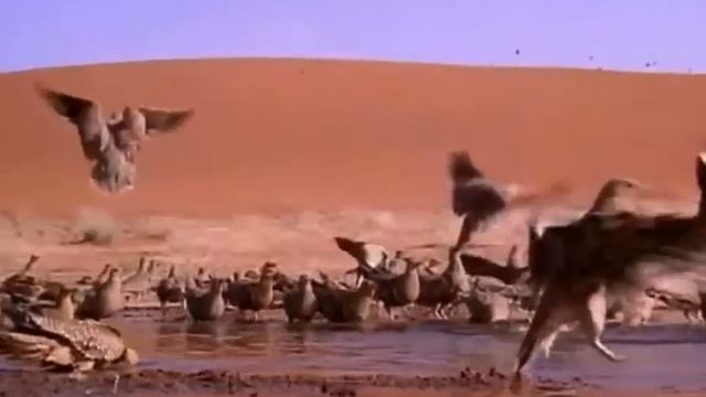 Birds2 SandGrouse смотреть онлайн