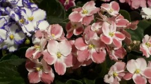 Почему вянут бутоны и цветы у Фиалки?