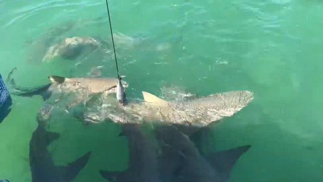 Haifiske Key West смотреть онлайн