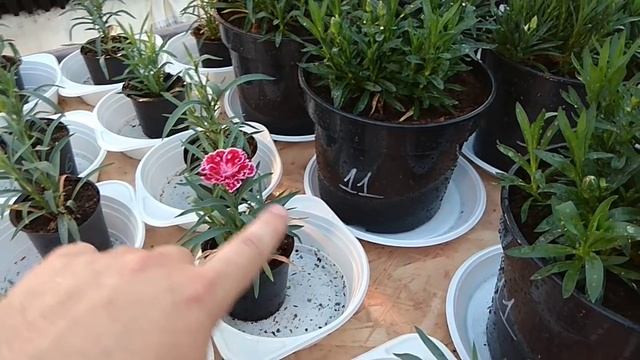 Полив Пеларгонии и Гвоздики в жару. Чем подкормить и когда черенковать? смотреть онлайн