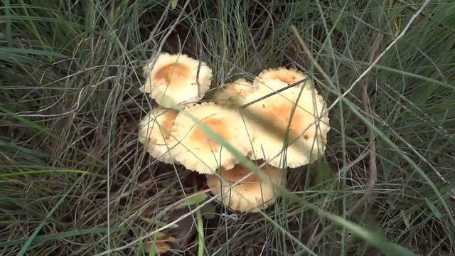 Грибной сезон - тихая охота смотреть онлайн