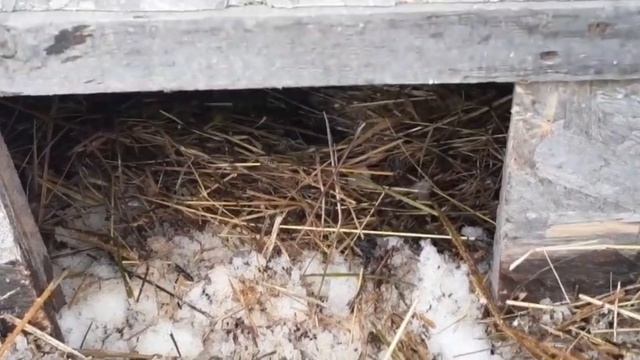 Когда занесутся гуси // гнёзда для гусынь... смотреть онлайн