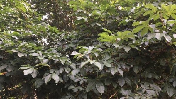 Red Horse Chestnut (Aesculus x carnea) - leaves - July 2018